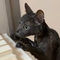 お風呂場に連れてこられた『お風呂が苦手な猫』→絶望しているような様子で…