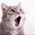 これは予想外…！猫を飼い始めて出来なくなった５つのこと