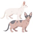 【獣医師監修】ミンスキンってどんな猫？特徴や性格から飼う前の注意…
