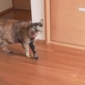 猫が『セルフカラー中の飼い主』を見たら…まさかの表情が面白すぎると…