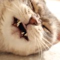 猫の『逆くしゃみ』って知っていますか？症状や原因を解説　これって…