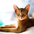 2026年「人気の猫種・トップ10」が発表される　2年連続で「あの種」が1位…