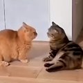 ペットカメラからありえない通知→急いで見てみたら…兄弟猫の『謎すぎ…
