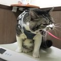 やっぱり“シャー”！病院で激おこな猫ちゃん