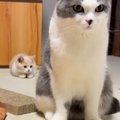 先住猫のしっぽを見つめる子猫→アタックをしかけてみると…微笑ましい…