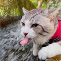 『男ならがぶ飲みでしょ』猫が"清流"の水を直飲みした結果……