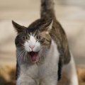 猫の「耳の角度」別にわかる4つのキモチ「イカ耳」になっていたら要注…