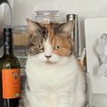 水がほしくてキッチンで待っていた猫→宅配便が来て『遅れた』結果…まさか…