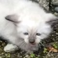 車の運転中、うずくまっていた『しょんぼり顔の子猫』と出会った結果……