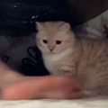 こたつの中で『ホットカーペットを満喫する猫』→人間の足が入ってくる…