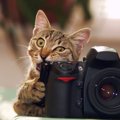 数々の作品展が開催され、テレビにまで出演した「天才カメラマン猫」…
