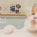 猫と一緒に暮らすための物件が登場！