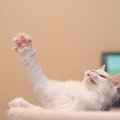 猫が『片手をあげている』ときの理由3つ　放っておいて大丈夫？注意すべき…