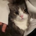 パパがソファに座って仕事をしていたら、猫がやって来て…悶絶必至の『可愛…