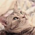 猫との親密度が上がる『話しかけ方』って？3つのポイントと大切なタイ…