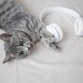 猫に『音楽を聞かせる』とどうなる？3つのおもしろい豆知識　実は健康…