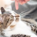 猫がいる家で効果的な『ニオイ対策』とは？5つの方法