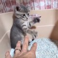 「ハートが大ケガしちゃう」小さな子猫に手を近づけた結果…可愛すぎる…