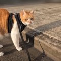 やんのかポーズで戦闘モードに突入する猫ちゃん