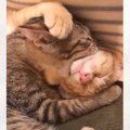 寝ているきょうだいの顔を『ガブッ』っと食べようとした猫…まさかの『可愛…