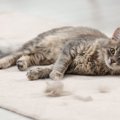 猫の『抜け毛』が溜まりがちな場所3選　お掃除するときのコツや対策術もご…