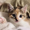 挨拶をするかのように『右側のおててをあげていた子猫』→成長した『現在の…