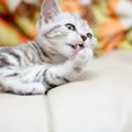 いくつ知ってる？猫にまつわる９つの豆知識