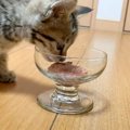 保護した子猫の『初めての食事』撮ってみたら…驚きの反応に涙があふれ…