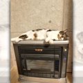 『早くつけるにゃ！』暖かいストーブが恋しい猫ちゃん♪「飼い主さんに…