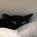 業者の人が来る前に逃げそびれて……黒猫が見せた『可愛すぎる行動』に1…