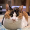 猫が飼い主の『顔色』をうかがっている時の態度5つ