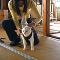 猫が自ら『窓を開けて』脱走…新しく始めた日課の光景が愛に溢れている…