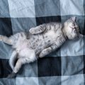 猫も『寝言』を言うことがある？考えられる3つの原因と、要注意なケー…