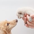 犬と猫が仲良しになる7つの飼い方とかわいい動画集