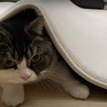 ふわふわ♡カーペットの交換にテンションが上がる猫さん