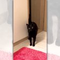 キュートすぎるエアーふみふみに悶絶♡ステップを踏む黒猫さんが話題♪