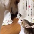 犬に命を救われた『小さな子猫』→元気いっぱいに育った結果…あまりにも尊…