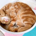 猫を飼ってわかった『驚きの事実』ランキングTOP5！お迎え前のイメー…