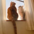 新人猫を飼う時に先住猫にしてあげるべきこと４つ