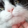 猫のアゴをなでなでしていたら、『表情が変化』して…予想もしていなかった…