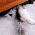 おやつ食べたい！かわいい姿で食べる猫さん！