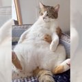 「ワイはオッサンじゃ～！」な猫さん　でも…実はちょっぴりビビりな乙…