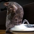 スタイリッシュな給水器を見た猫ちゃんの反応とは？