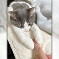 『ぎゅっ…♡』かわいい猫ちゃんのお手々が指を包む幸せな景色「思わず…