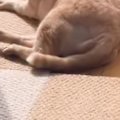 動物病院の先生に『硬い』と言われたネコ…毛づくろい中の『衝撃のシル…
