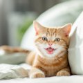 猫が『ぷるるる』と鳴くときの意味5つ　愛おしい鳴き声に隠されている気持…