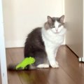 『カメレオンのぬいぐるみ』を猫のしっぽにつけたら、全然気づく様子…