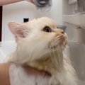 猫のシャンプー中に『宅配便』がきてしまって…玄関に向かった結果→爆…
