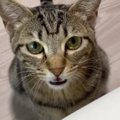 突然何かを訴えはじめた猫→なんだろうと思っていると…反則級に可愛い…