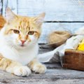 猫にとうもろこしを与えても大丈夫？与える際の注意点や正しい与え方…